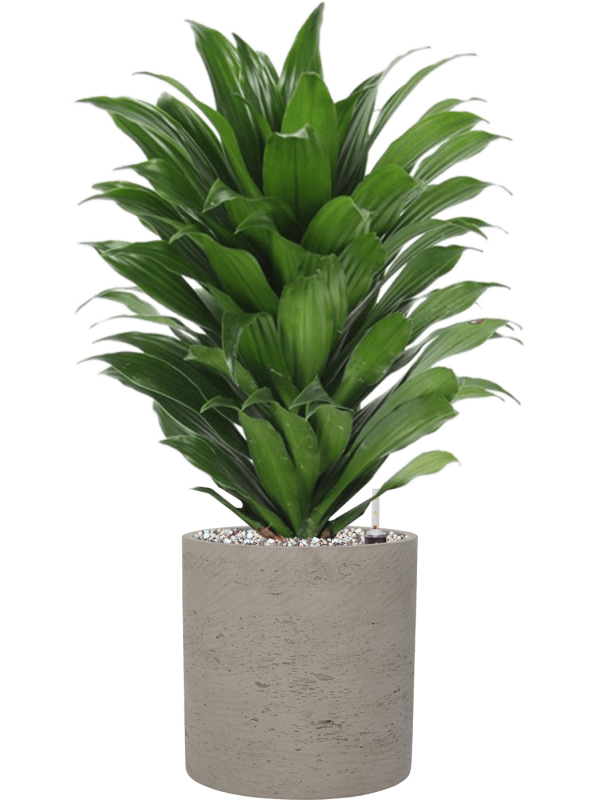 Ansamblu D20xH59cm cu planta naturala Dracaena fragrans 'Compacta' in ghiveci Rough all inclusive set cu granule decorative