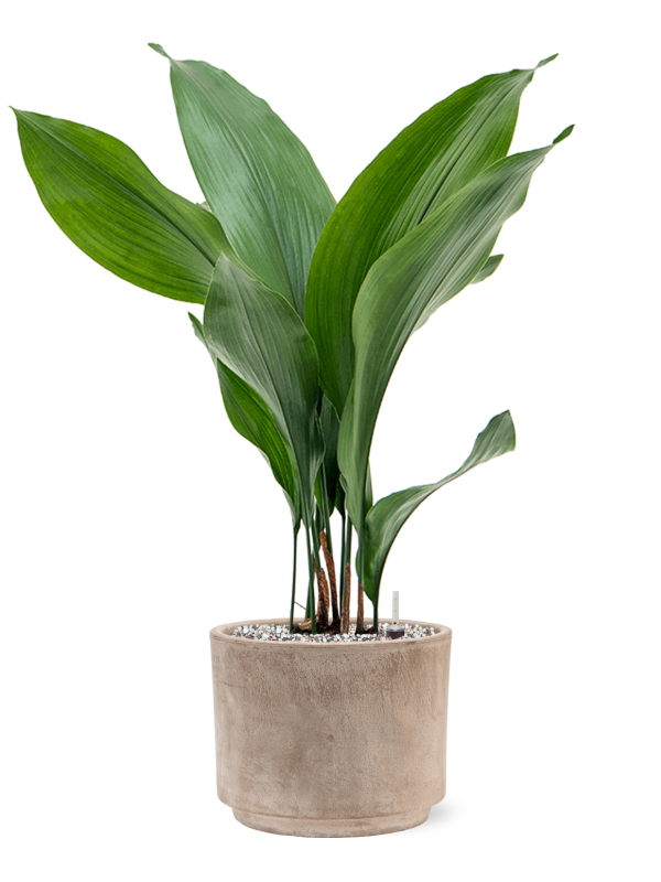 Ansamblu D20xH62cm cu planta naturala Aspidistra elatior in ghiveci Terra Cotta all inclusive set cu granule decorative