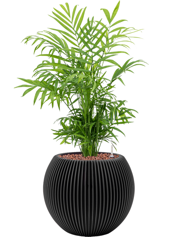 Ansamblu D21xH52cm cu planta naturala Chamaedorea elegans in ghiveci Capi Nature Groove all inclusive set cu granule decorative