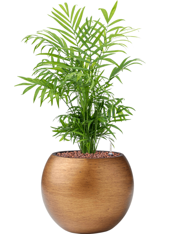 Ansamblu D21xH53cm cu planta naturala Chamaedorea elegans in ghiveci Capi Lux Retro all inclusive set cu granule decorative