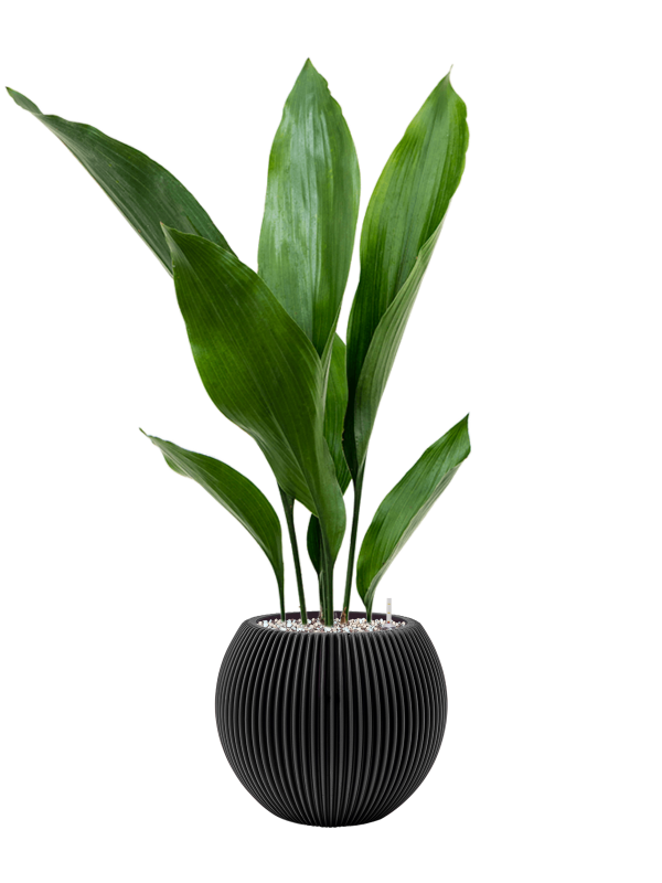 Ansamblu D21xH67cm cu planta naturala Aspidistra elatior in ghiveci Capi Nature Groove all inclusive set cu granule decorative