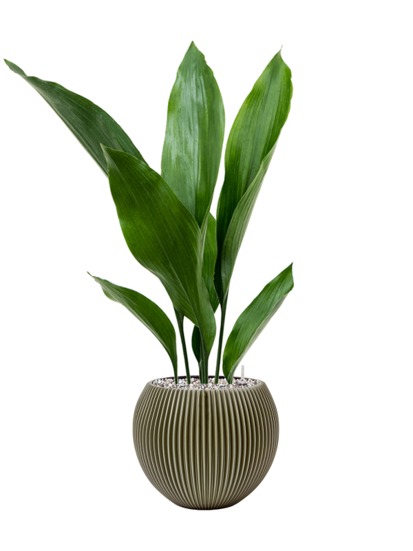 Ansamblu D21xH68cm cu planta naturala Aspidistra elatior in ghiveci Capi Nature Groove Special all inclusive set cu granule decorative