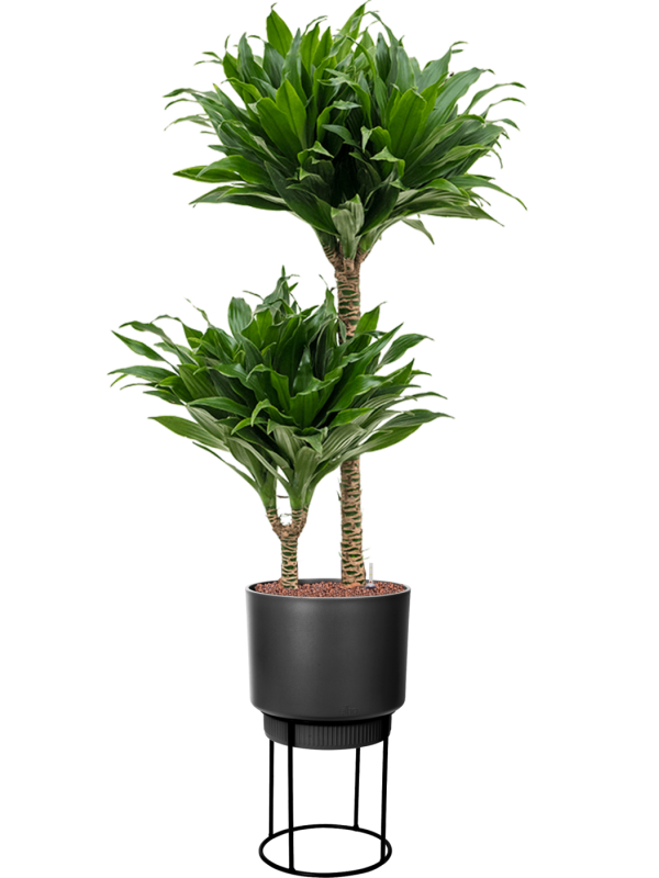 Ansamblu D22.2xH112cm cu planta naturala Dracaena fragrans 'Compacta' in ghiveci B. For Studio all inclusive set cu granule decorative