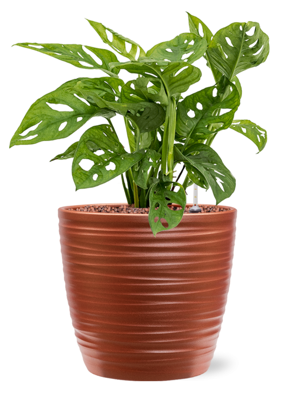 Ansamblu D22.5xH42cm cu planta naturala Monstera obliqua in ghiveci Groove all inclusive set cu granule decorative