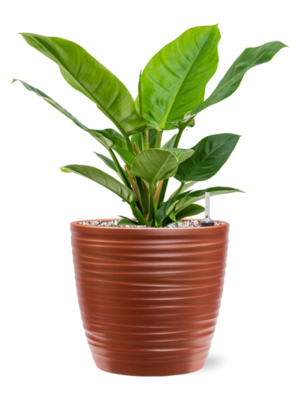 Ansamblu D22.5xH45cm cu planta naturala Philodendron 'Imperial Green' in ghiveci Groove all inclusive set cu granule decorative