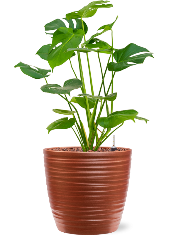 Ansamblu D22.5xH56cm cu planta naturala Monstera deliciosa in ghiveci Groove all inclusive set cu granule decorative