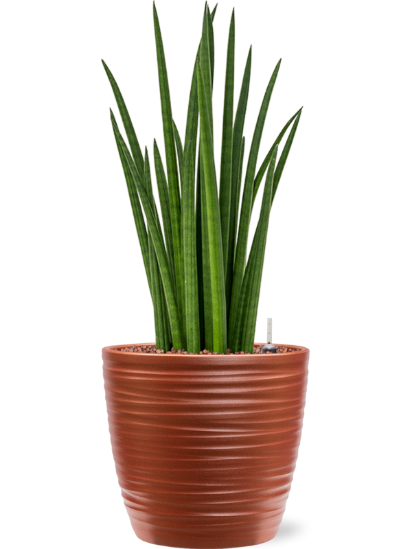 Ansamblu D22.5xH56cm cu planta naturala Sansevieria cylindrica 'Spikes' in ghiveci Groove all inclusive set cu granule decorative