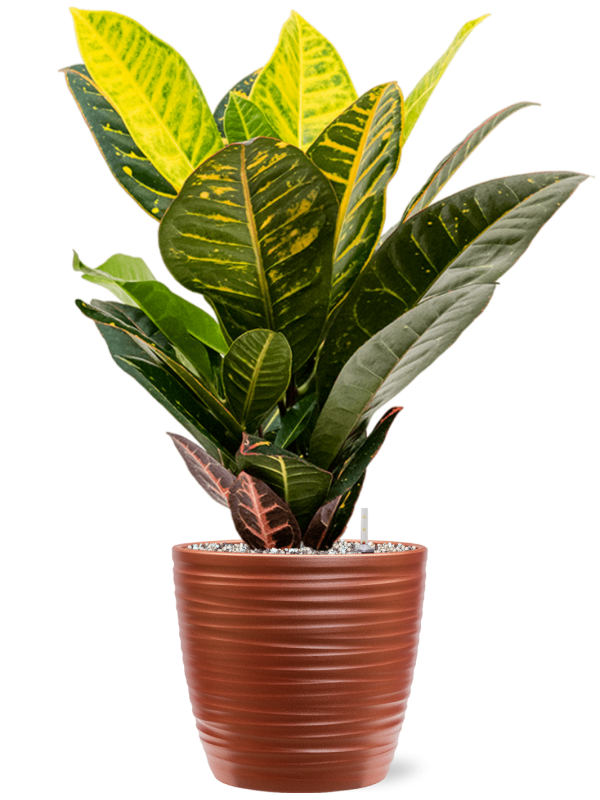 Ansamblu D22.5xH63cm cu planta naturala Croton (Codiaeum) variegatum 'Petra' in ghiveci Groove all inclusive set cu granule decorative
