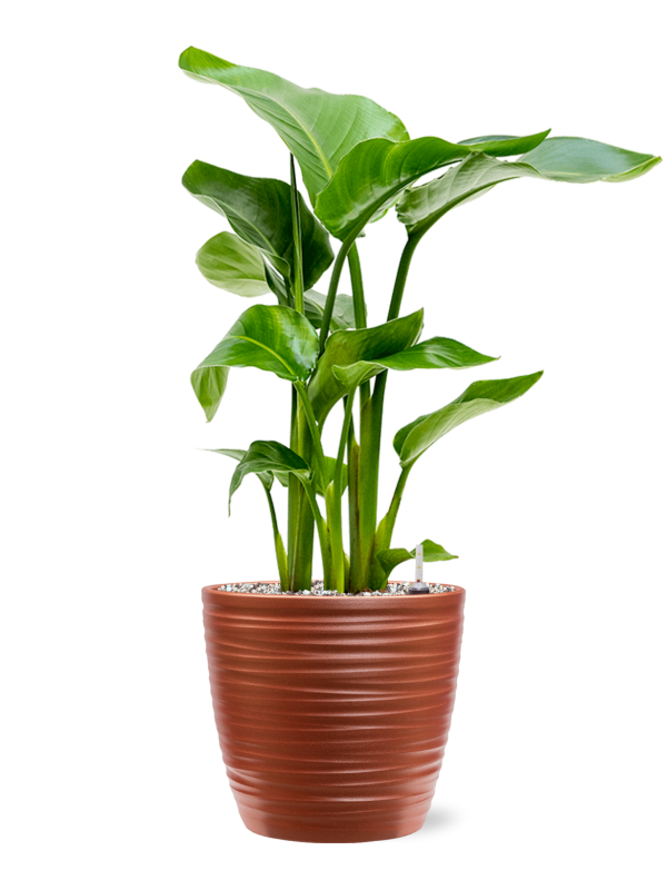 Ansamblu D22.5xH64cm cu planta naturala Strelitzia nicolai in ghiveci Groove all inclusive set cu granule decorative