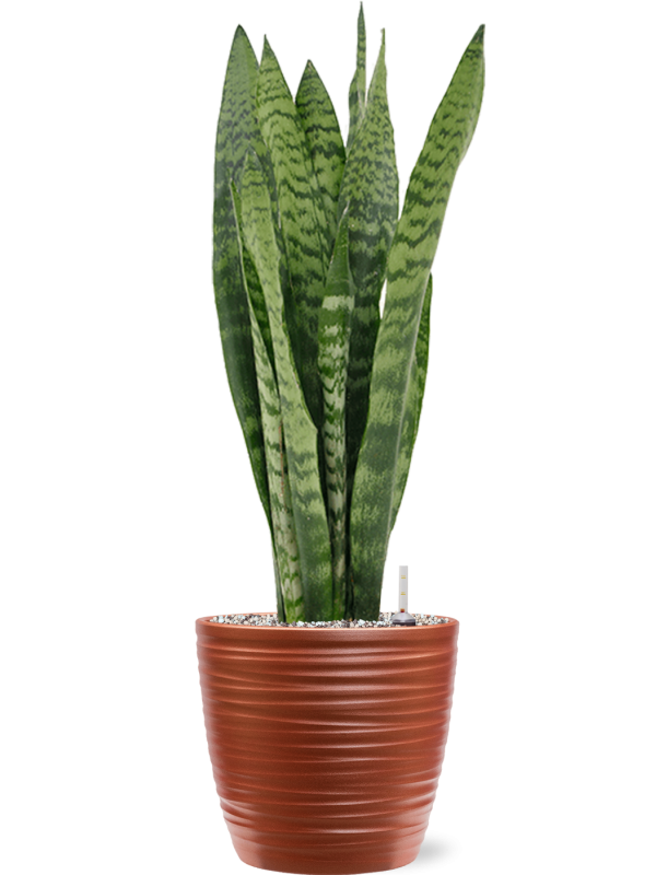 Ansamblu D22.5xH70cm cu planta naturala Sansevieria zeylanica in ghiveci Groove all inclusive set cu granule decorative