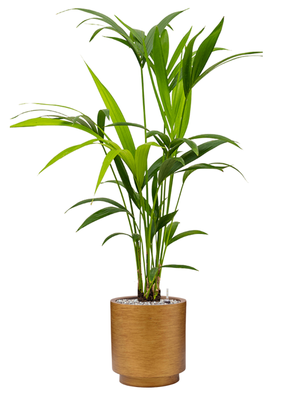 Ansamblu D23xH103cm cu planta naturala Kentia (Howea) forsteriana in ghiveci Capi Lux Retro all inclusive set cu granule decorative