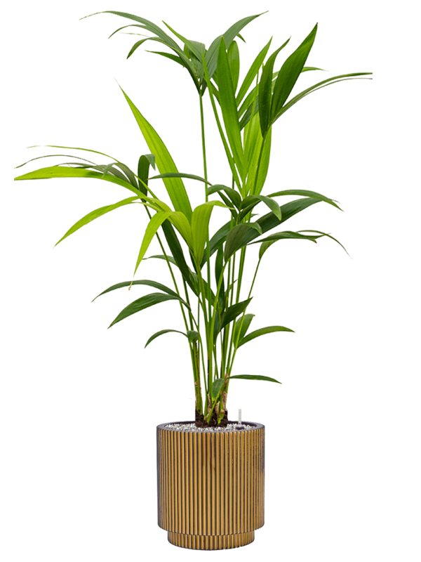 Ansamblu D23xH103cm cu planta naturala Kentia (Howea) forsteriana in ghiveci Capi Nature Groove all inclusive set cu granule decorative