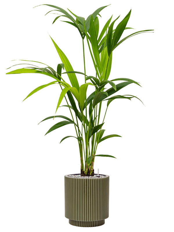 Ansamblu D23xH103cm cu planta naturala Kentia (Howea) forsteriana in ghiveci Capi Nature Groove Special all inclusive set cu granule decorative