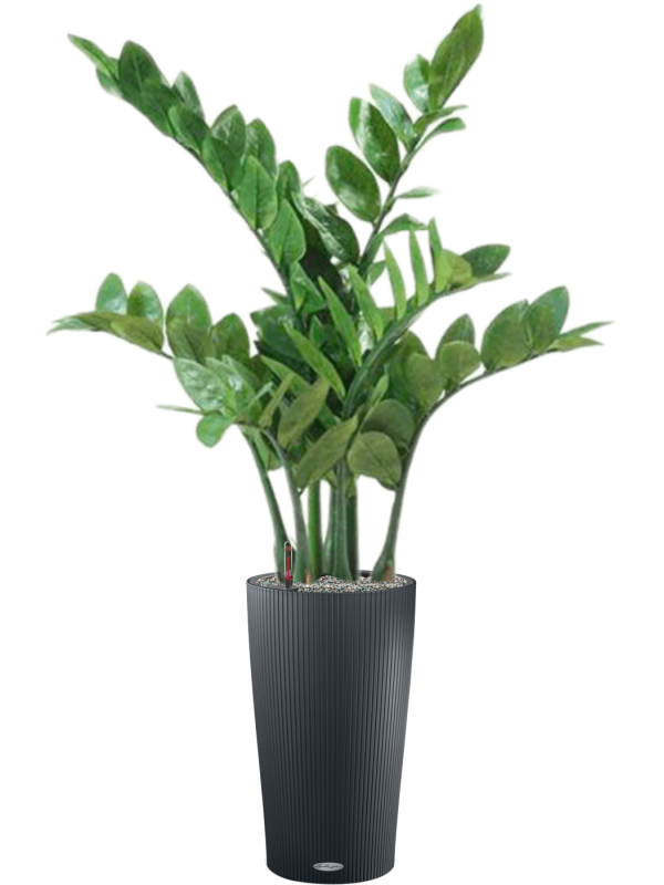 Ansamblu D23xH105cm cu planta naturala Zamioculcas in ghiveci Lechuza Cilindro 23 all inclusive set cu granule decorative