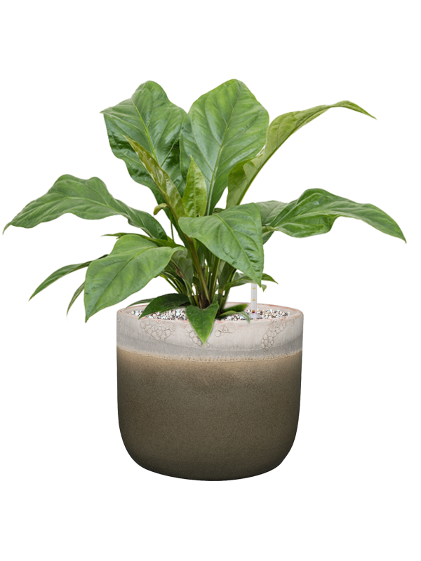 Ansamblu D23xH45cm cu planta naturala Anthurium ellipticum 'Jungle Bush' in ghiveci Tara all inclusive set cu granule decorative