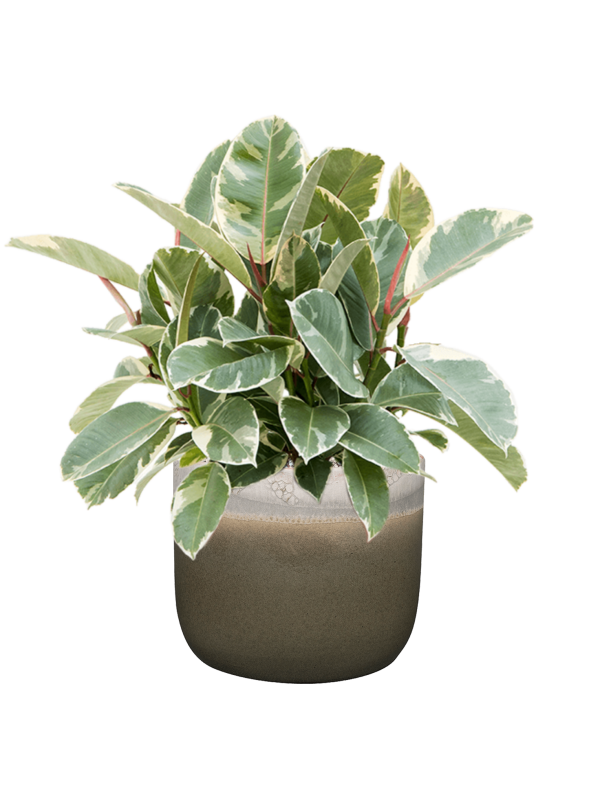 Ansamblu D23xH47cm cu planta naturala Ficus elastica 'Tineke' in ghiveci Tara all inclusive set cu granule decorative