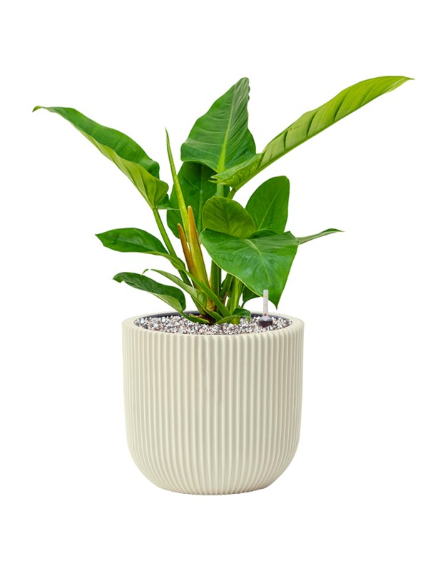 Ansamblu D23xH48cm cu planta naturala Philodendron `Imperial Green' in ghiveci Capi Nature Groove Special all inclusive set cu granule decorative