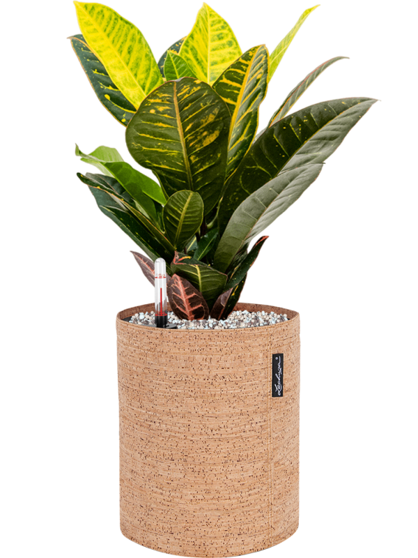 Ansamblu D23xH49cm cu planta naturala Croton variegatum 'Petra' in ghiveci Lechuza Trendcover 23 Cork all inclusive set cu granule decorative