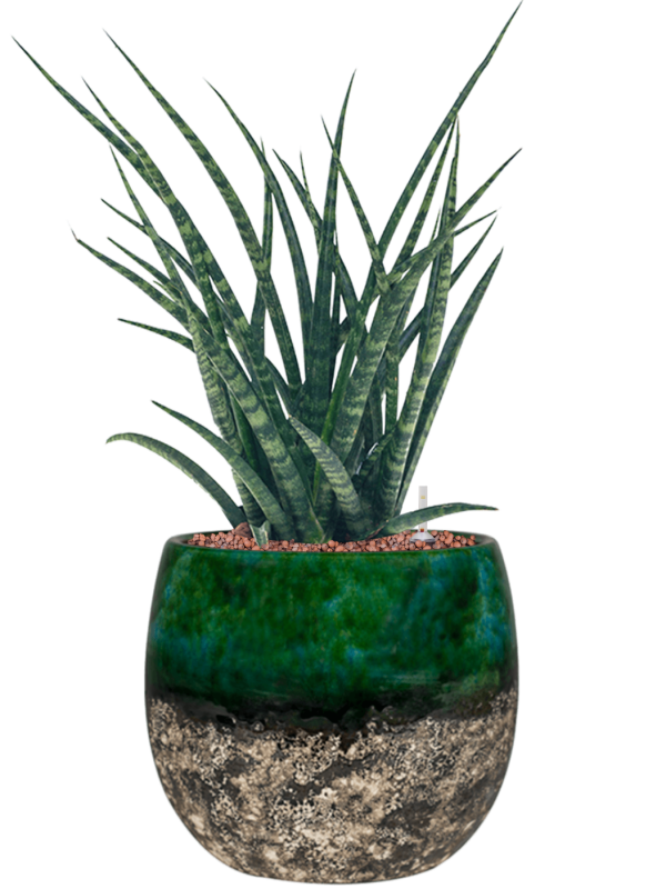 Ansamblu D23xH49cm cu planta naturala Sansevieria kirkii 'Fernwood' in ghiveci Lindy all inclusive set cu granule decorative