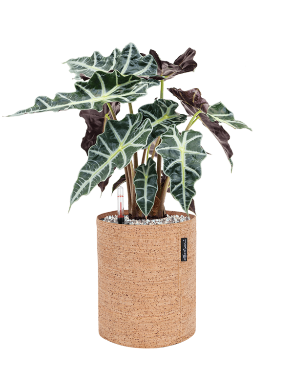 Ansamblu D23xH50cm cu planta naturala Alocasia 'Polly' in ghiveci Lechuza Trendcover 23 Cork all inclusive set cu granule decorative