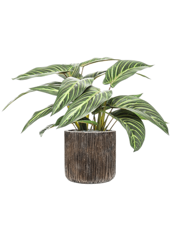 Ansamblu D23xH50cm cu planta naturala Calathea zebrina in ghiveci Baq Luxe Lite Universe Waterfall all inclusive set cu granule decorative