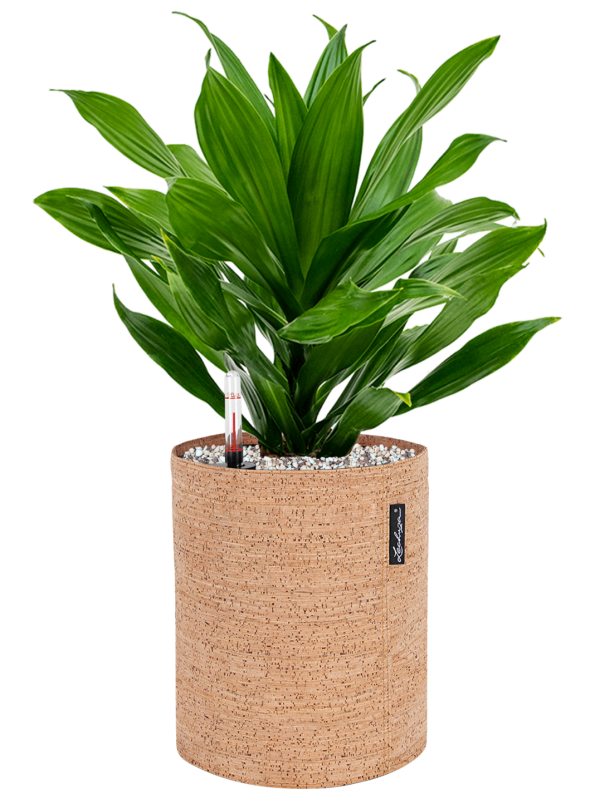 Ansamblu D23xH50cm cu planta naturala Dracaena 'Green Jewel' in ghiveci Lechuza Trendcover 23 Cork all inclusive set cu granule decorative