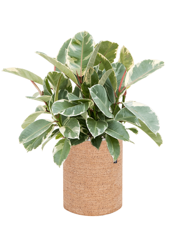 Ansamblu D23xH50cm cu planta naturala Ficus elastica 'Tineke' in ghiveci Lechuza Trendcover 23 Cork all inclusive set cu granule decorative