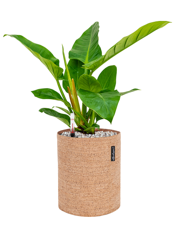 Ansamblu D23xH50cm cu planta naturala Philodendron `Imperial Green' in ghiveci Lechuza Trendcover 23 Cork all inclusive set cu granule decorative