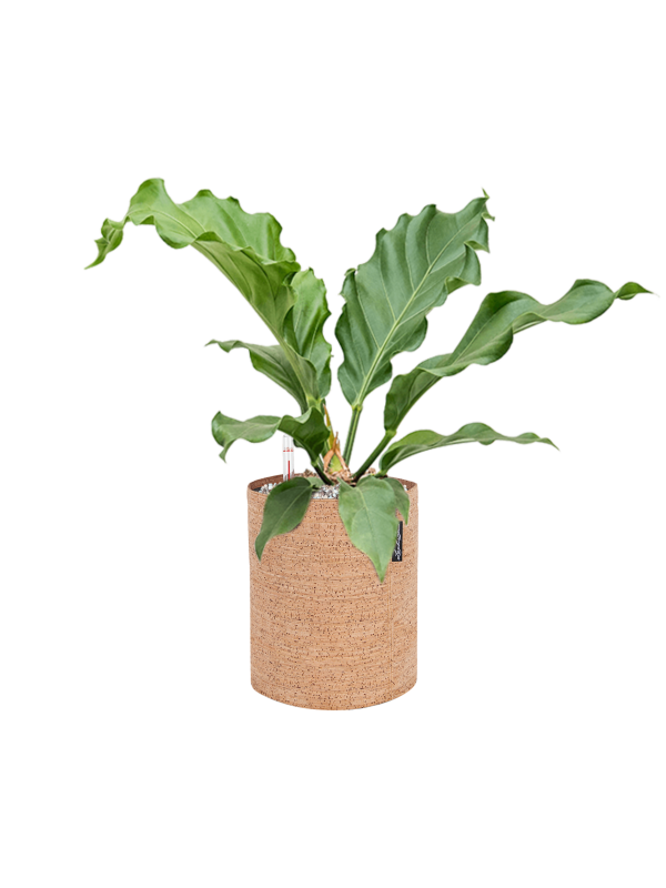 Ansamblu D23xH51cm cu planta naturala Anthurium plowmanii 'Storm' in ghiveci Lechuza Trendcover 23 Cork all inclusive set cu granule decorative