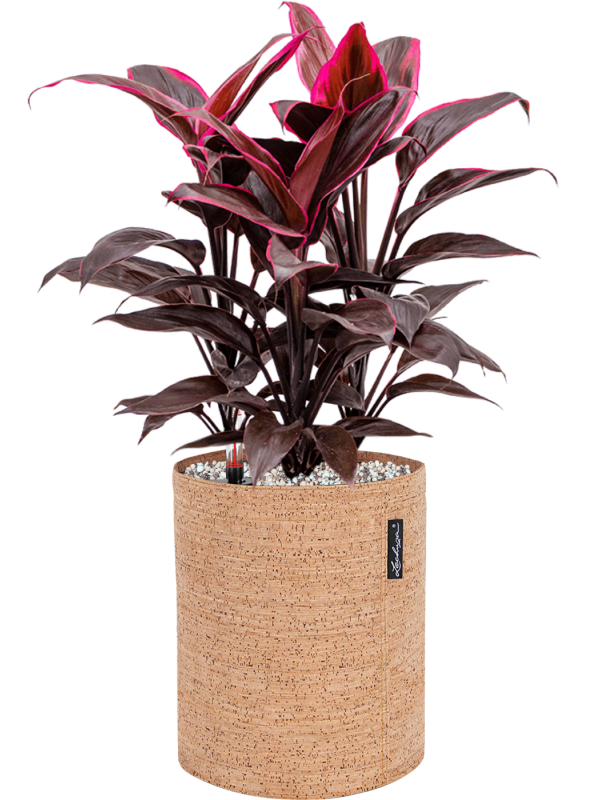 Ansamblu D23xH51cm cu planta naturala Cordyline fruticosa 'Mambo' in ghiveci Lechuza Trendcover 23 Cork all inclusive set cu granule decorative
