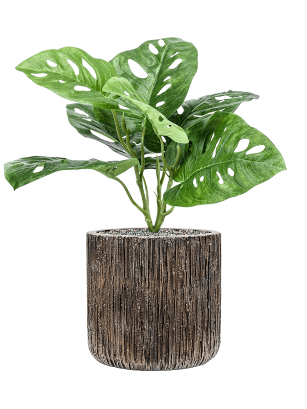 Ansamblu D23xH51cm cu planta naturala Monstera in ghiveci Baq Luxe Lite Universe Waterfall all inclusive set cu granule decorative