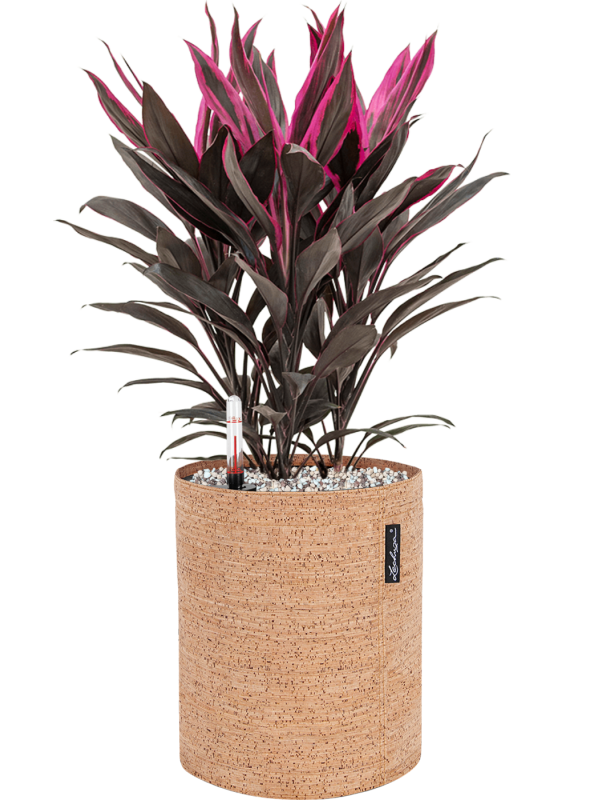 Ansamblu D23xH52cm cu planta naturala Cordyline fruticosa 'Tango' in ghiveci Lechuza Trendcover 23 Cork all inclusive set cu granule decorative