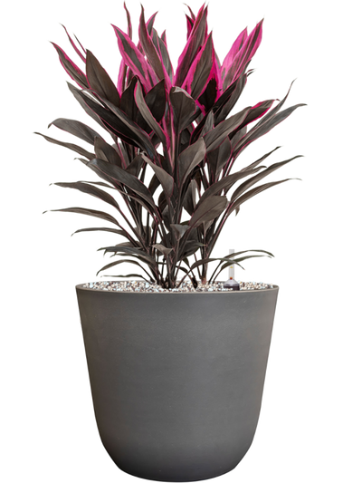 Ansamblu D23xH52cm cu planta naturala Cordyline fruticosa 'Tango' in ghiveci Palermo all inclusive set cu granule decorative