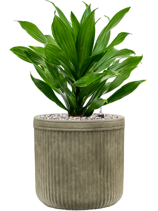 Ansamblu D23xH52cm cu planta naturala Dracaena fragrans 'Green Jewel' in ghiveci Baq Vertical Rib all inclusive set cu granule decorative