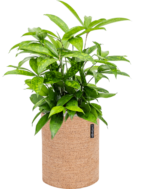 Ansamblu D23xH52cm cu planta naturala Dracaena surculosa in ghiveci Lechuza Trendcover 23 Cork all inclusive set cu granule decorative