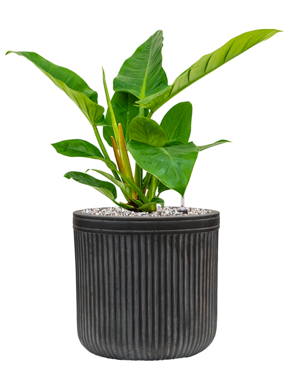 Ansamblu D23xH52cm cu planta naturala Philodendron `Imperial Green' in ghiveci Baq Vertical Rib all inclusive set cu granule decorative