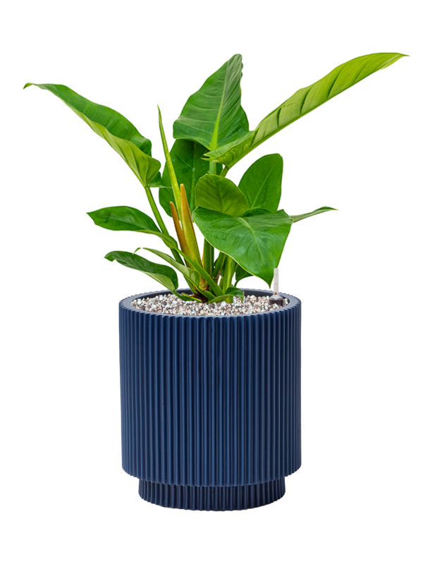 Ansamblu D23xH52cm cu planta naturala Philodendron `Imperial Green' in ghiveci Capi Nature Groove Special all inclusive set cu granule decorative
