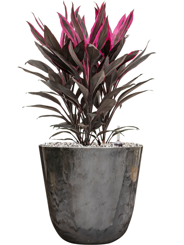 Ansamblu D23xH53cm cu planta naturala Cordyline fruticosa 'Tango' in ghiveci Palermo all inclusive set cu granule decorative