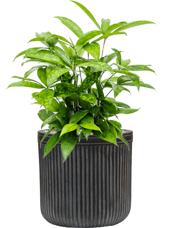 Ansamblu D23xH54cm cu planta naturala Dracaena surculosa in ghiveci Baq Vertical Rib all inclusive set cu granule decorative