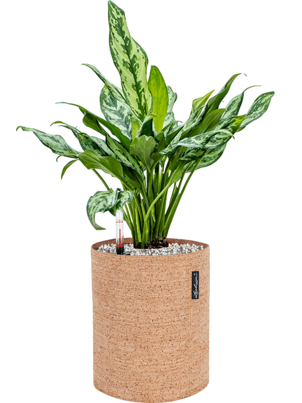 Ansamblu D23xH55cm cu planta naturala Aglaonema 'Miss Julliette' in ghiveci Lechuza Trendcover 23 Cork all inclusive set cu granule decorative
