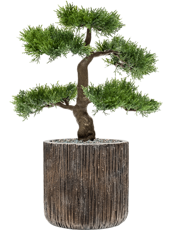 Ansamblu D23xH55cm cu planta naturala Cedar in ghiveci Baq Luxe Lite Universe Waterfall all inclusive set cu granule decorative