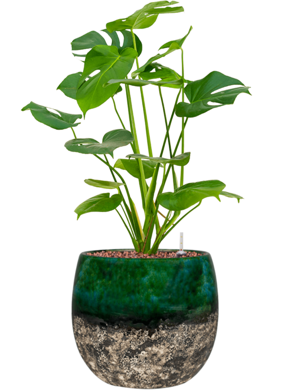 Ansamblu D23xH55cm cu planta naturala Monstera deliciosa in ghiveci Lindy all inclusive set cu granule decorative