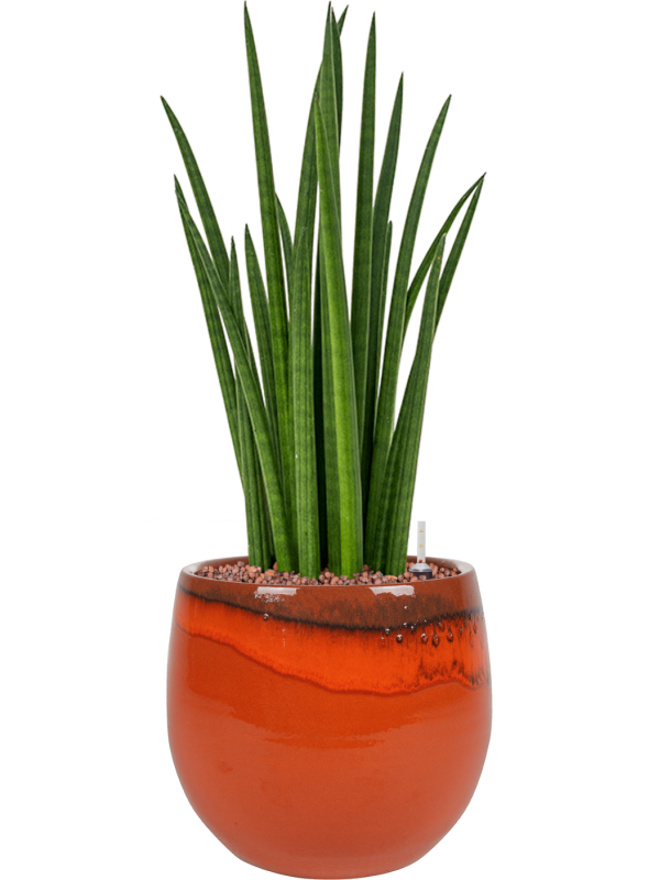 Ansamblu D23xH55cm cu planta naturala Sansevieria cylindrica 'Spikes' in ghiveci Charlotte all inclusive set cu granule decorative