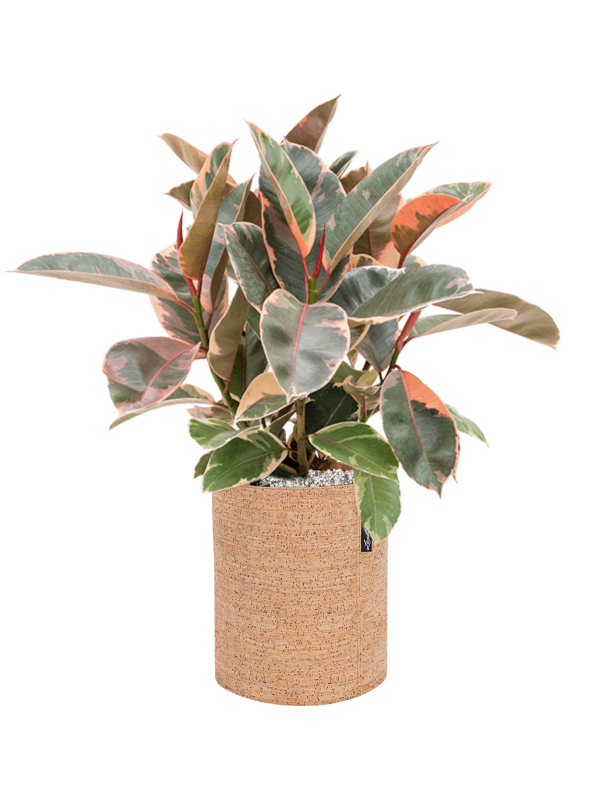 Ansamblu D23xH56cm cu planta naturala Ficus elastica 'Belize' in ghiveci Lechuza Trendcover 23 Cork all inclusive set cu granule decorative