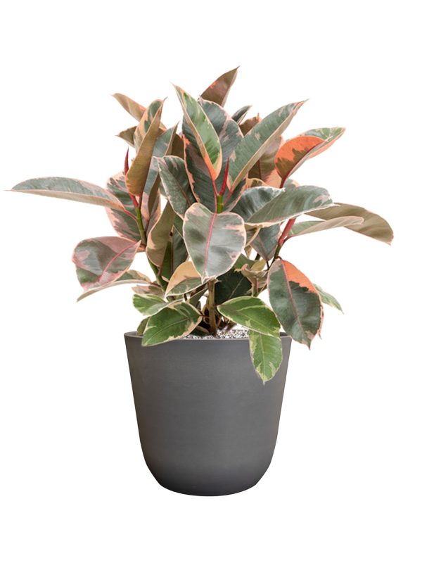 Ansamblu D23xH56cm cu planta naturala Ficus elastica 'Belize' in ghiveci Palermo all inclusive set cu granule decorative