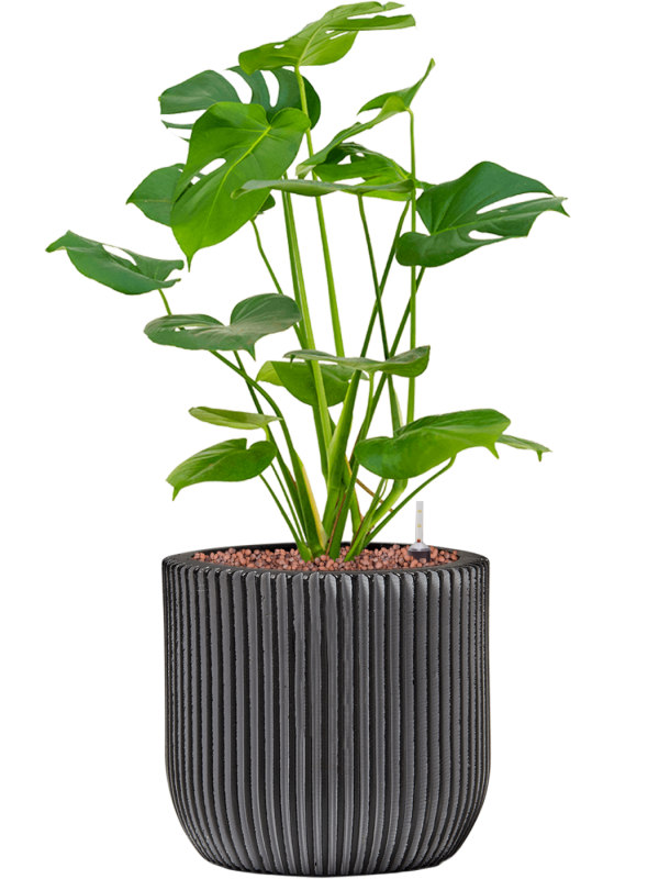 Ansamblu D23xH56cm cu planta naturala Monstera deliciosa in ghiveci Capi Nature Groove all inclusive set cu granule decorative