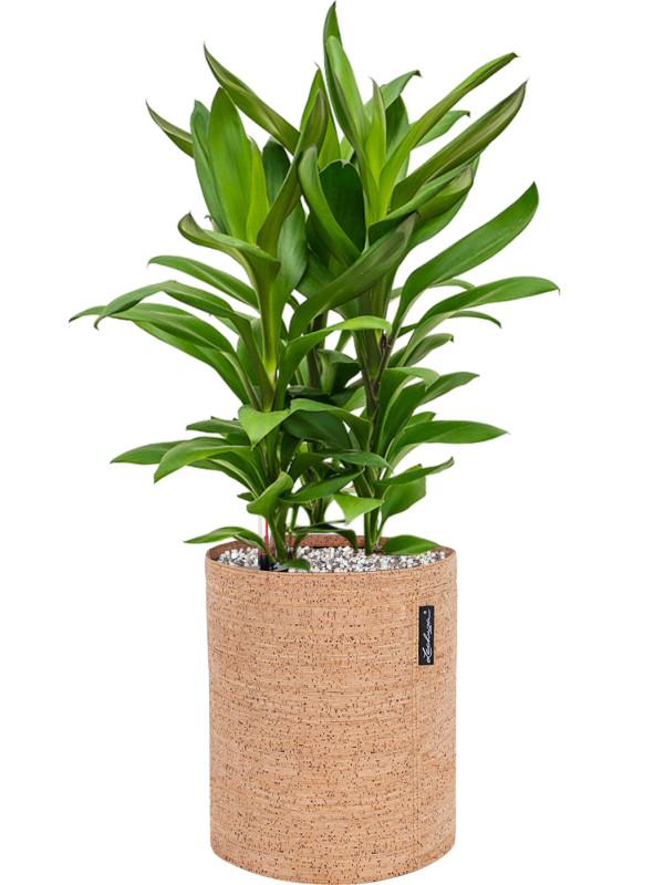 Ansamblu D23xH57cm cu planta naturala Cordyline fruticosa' Glauca' in ghiveci Lechuza Trendcover 23 Cork all inclusive set cu granule decorative