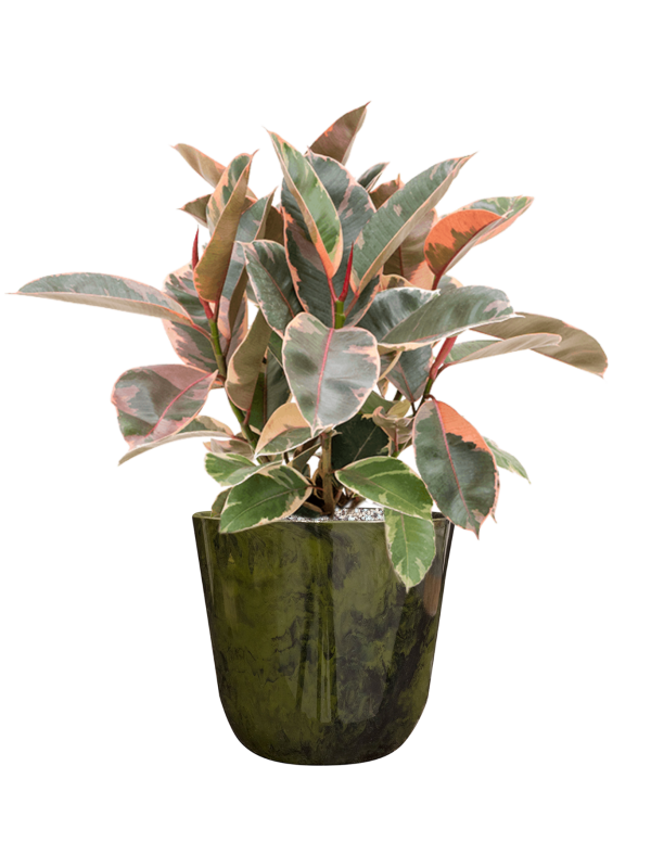 Ansamblu D23xH57cm cu planta naturala Ficus elastica 'Belize' in ghiveci Palermo all inclusive set cu granule decorative