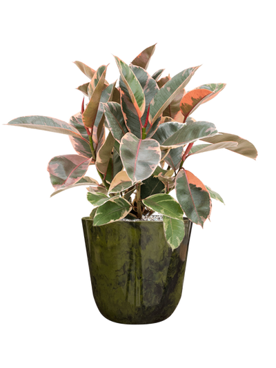 Ansamblu D23xH57cm cu planta naturala Ficus elastica 'Belize' in ghiveci Palermo all inclusive set cu granule decorative