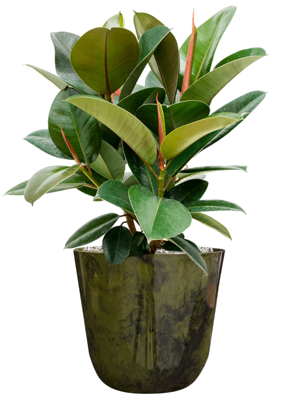 Ansamblu D23xH57cm cu planta naturala Ficus elastica 'Robusta' in ghiveci Palermo all inclusive set cu granule decorative